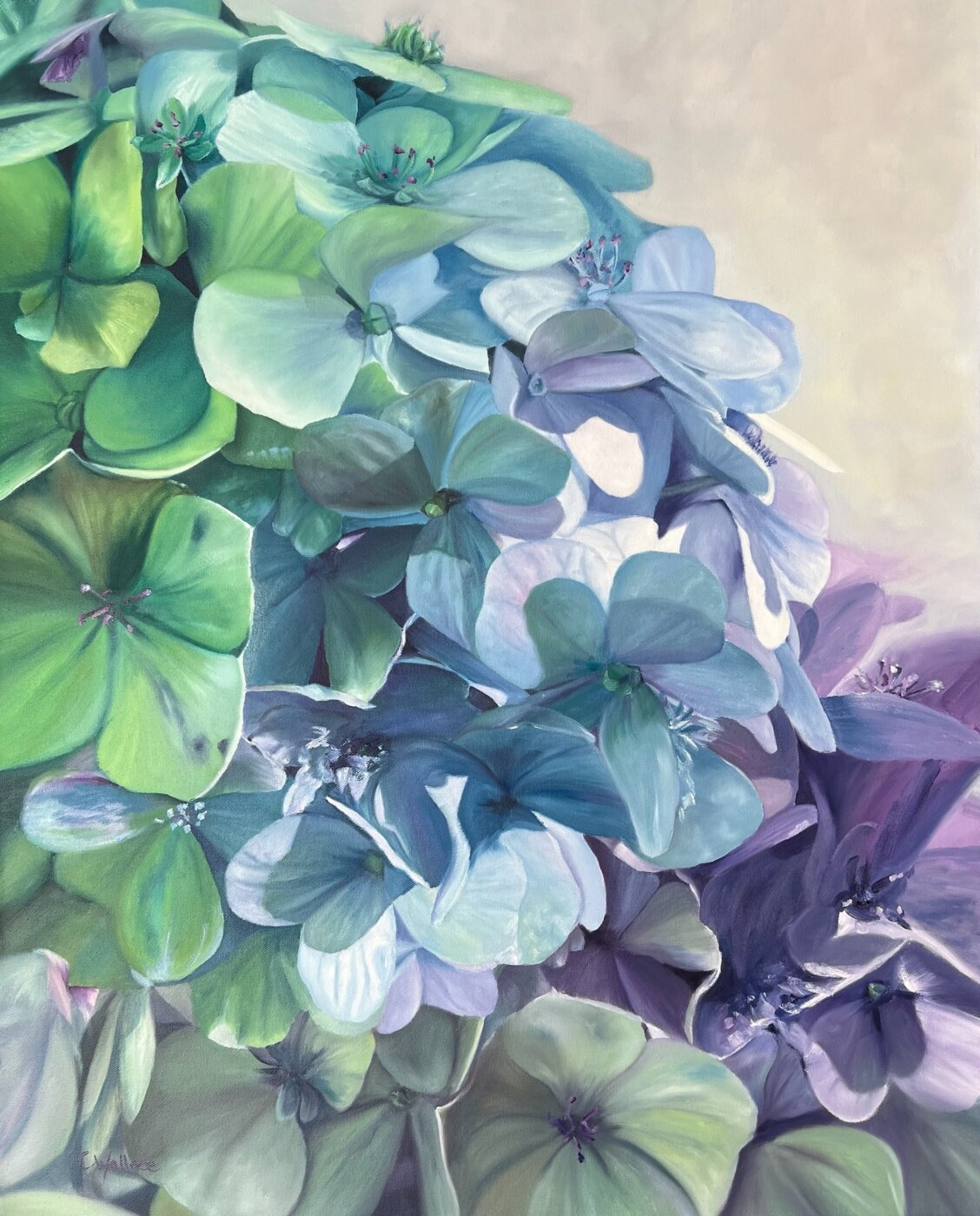 A-2024-Catherine-Wallace-Hydrangea-Symphony