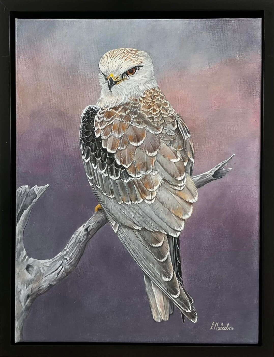 A-2025-Catherine-Malcolm-Black-Shouldered-Kite