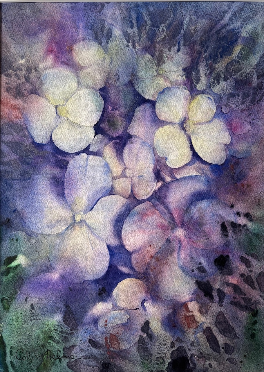 A-2025-Colleen-Helmore-Hydrangea A-2025-Colleen-Helmore-Hydrangea