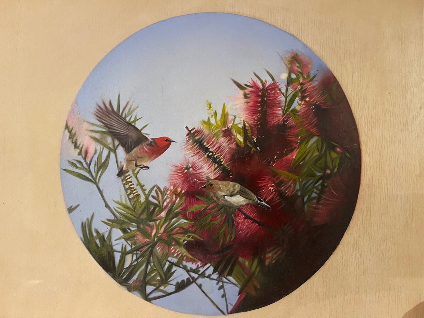 A-2025-Daneale-Scandrett-Scarlet-Honeyeaters-and-Callistemon A-2025-Daneale-Scandrett-Scarlet-Honeyeaters-and-Callistemon