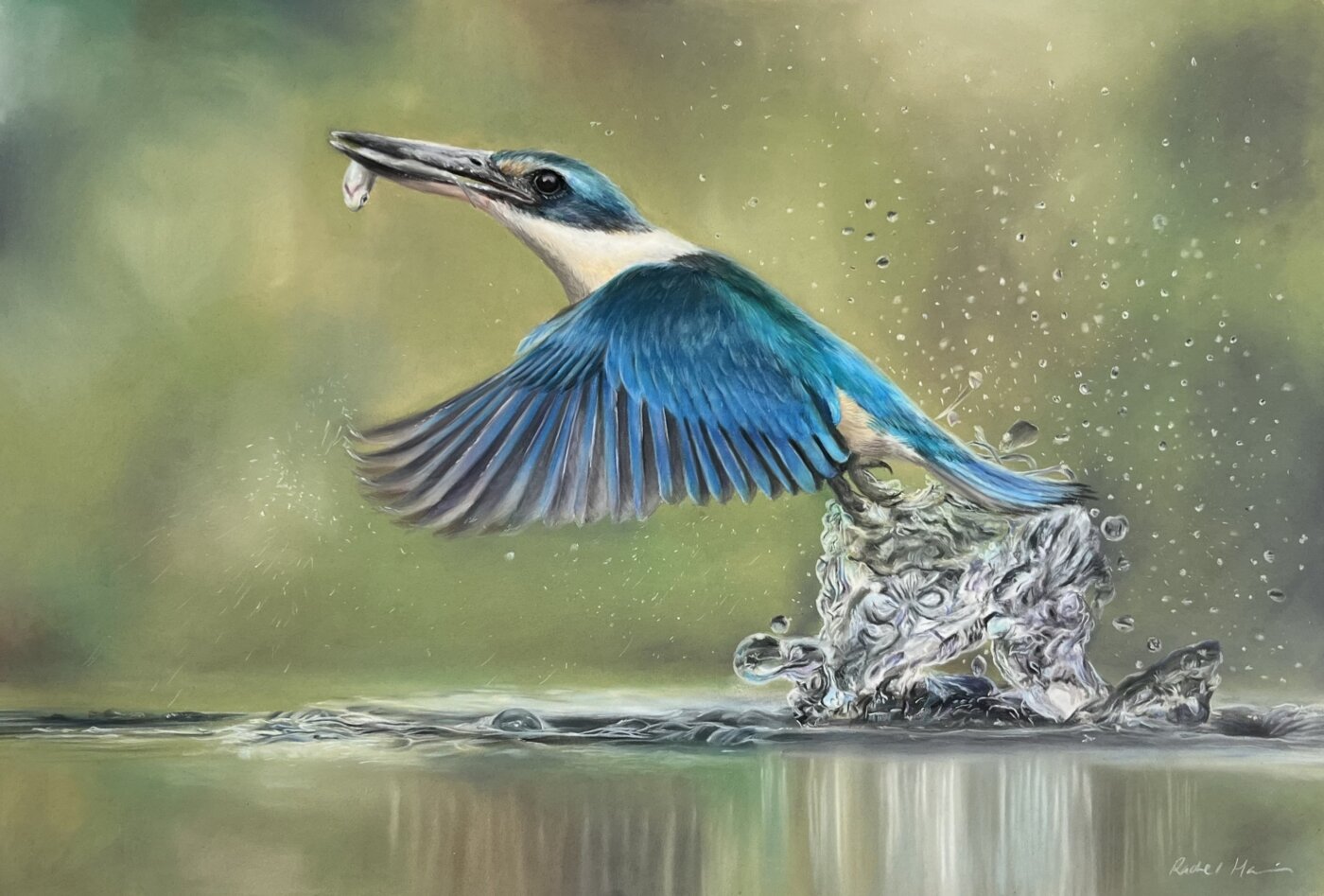 A-2025-Rachel-Harri-Sacred-kingfisher A-2025-Rachel-Harri-Sacred-kingfisher