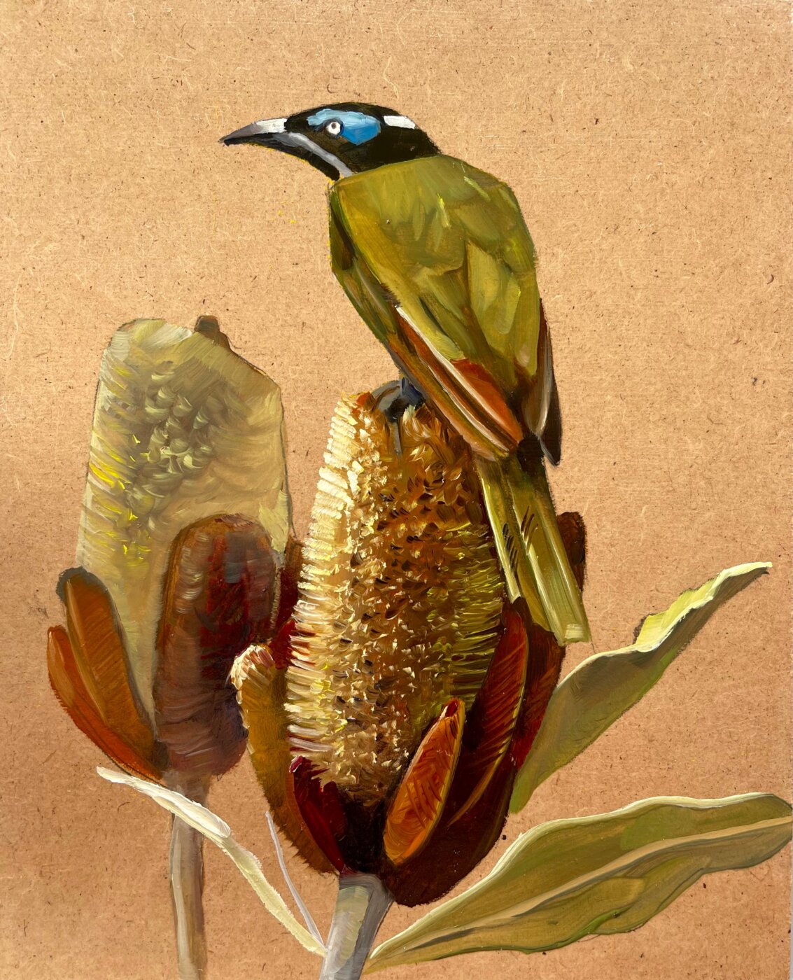 A-2026-ARINA-APOSTOLOVA-Australian-honeyeater