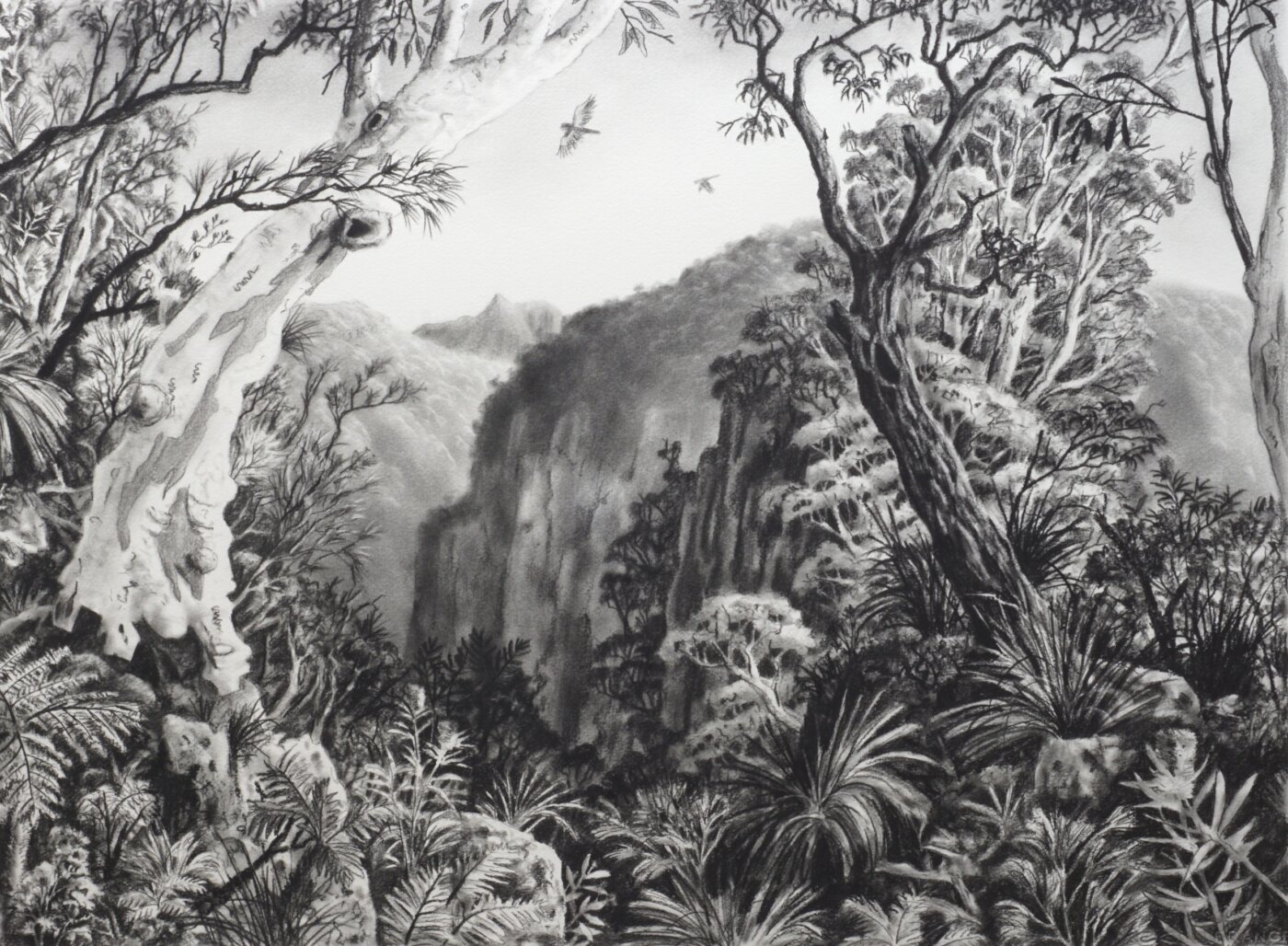 A-2026-Dave-Groom-Cliff-and-Scribbly-Gum