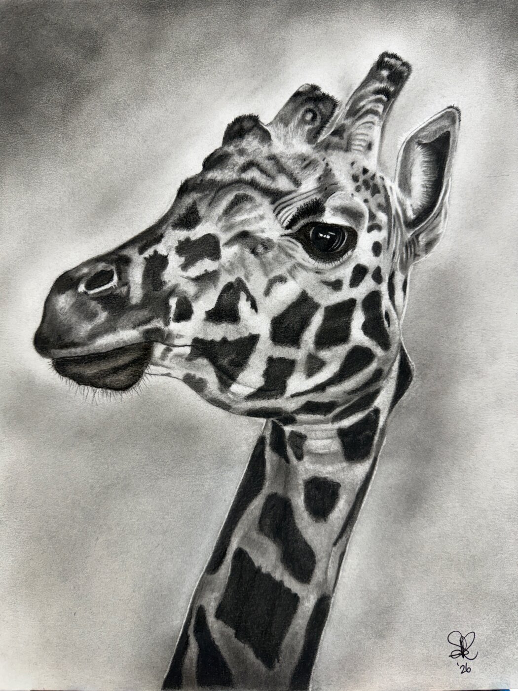 A-2026-Dianne-Rigg-Giraffe-in-Charcoal