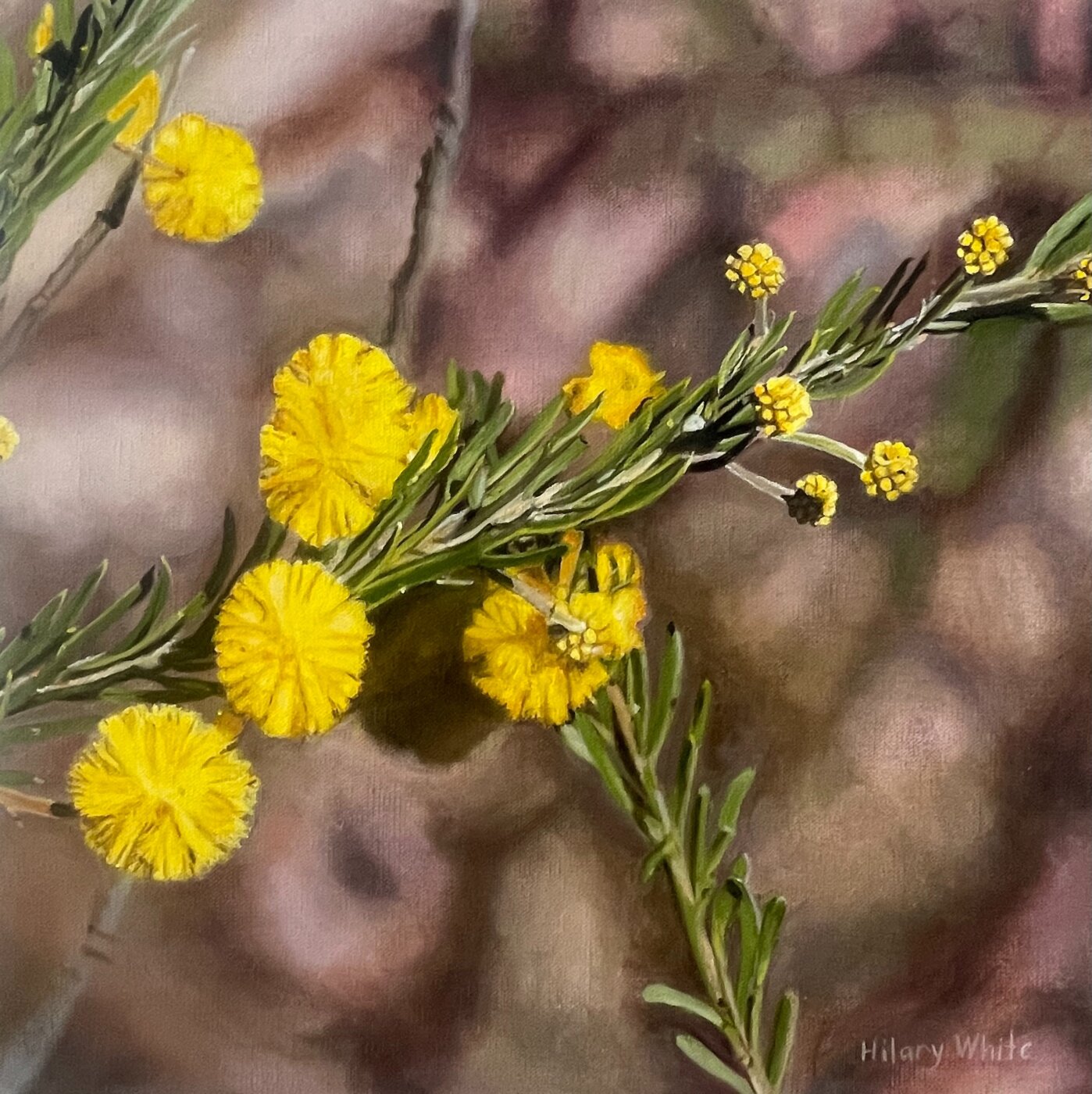 A-2026-Hilary-White-Girraween-Wattle