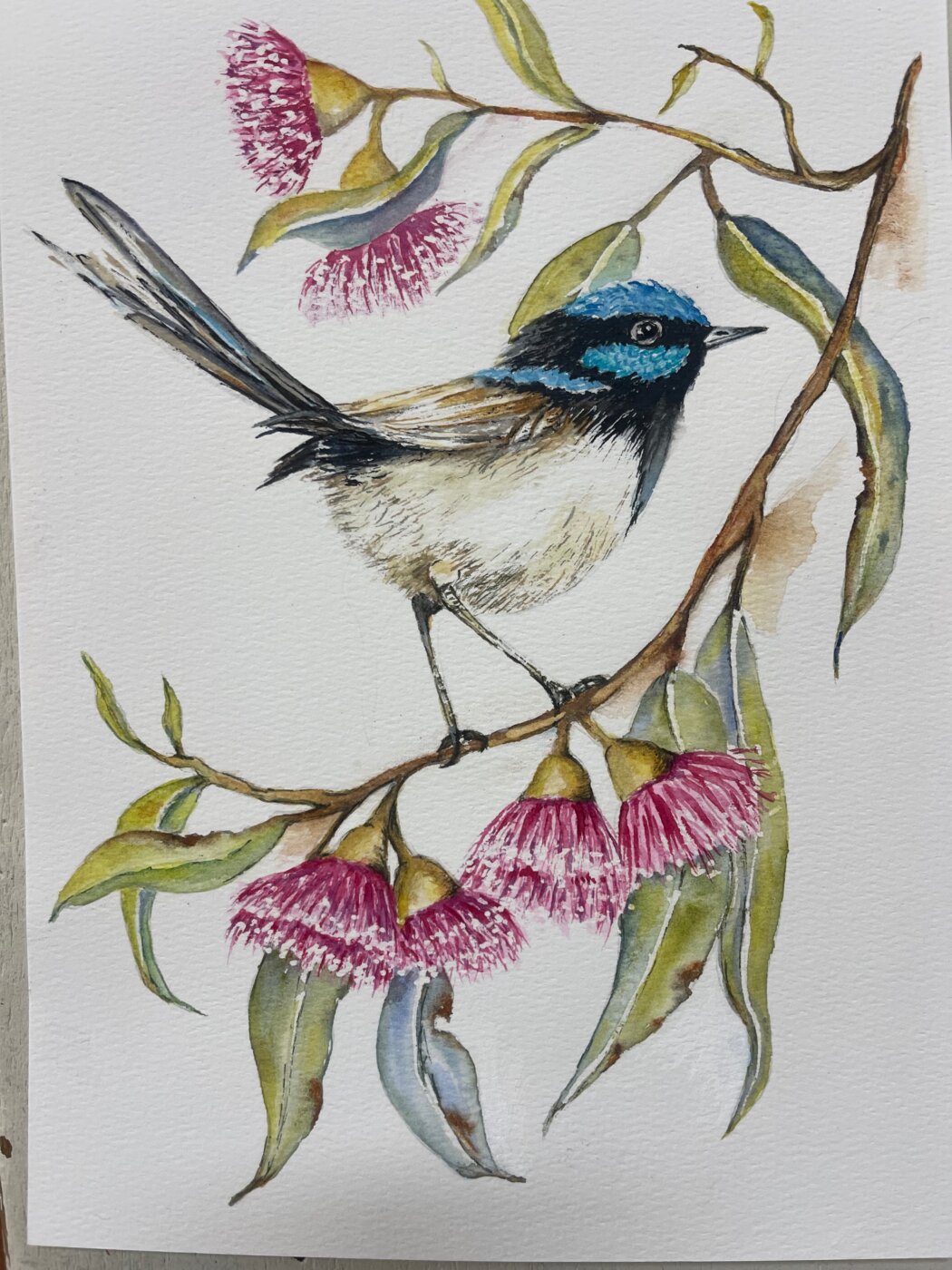A-2026-Jacqueline-Southwell-FairyWren