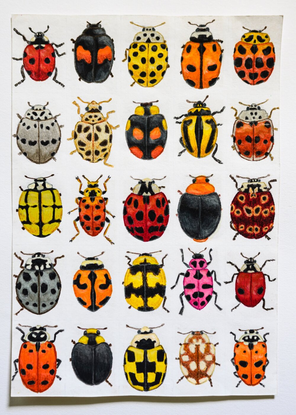 J-2025-Greer-Docherty-Beetles-and-Bugs