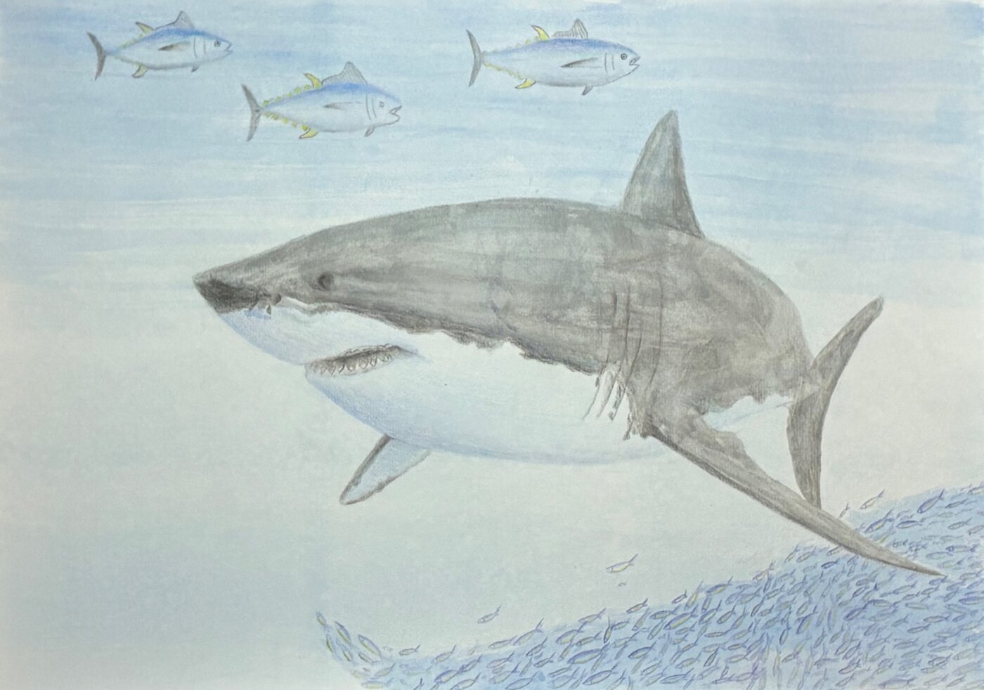 J-2026-Aaron-Lugiarto-Harmony-Of-The-Pacific
