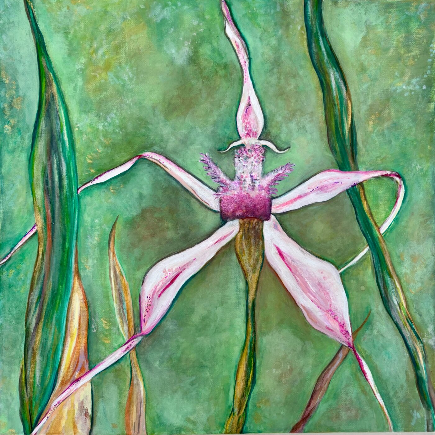J-2026-Allegra-Clements-The-Million-Spider-Orchid