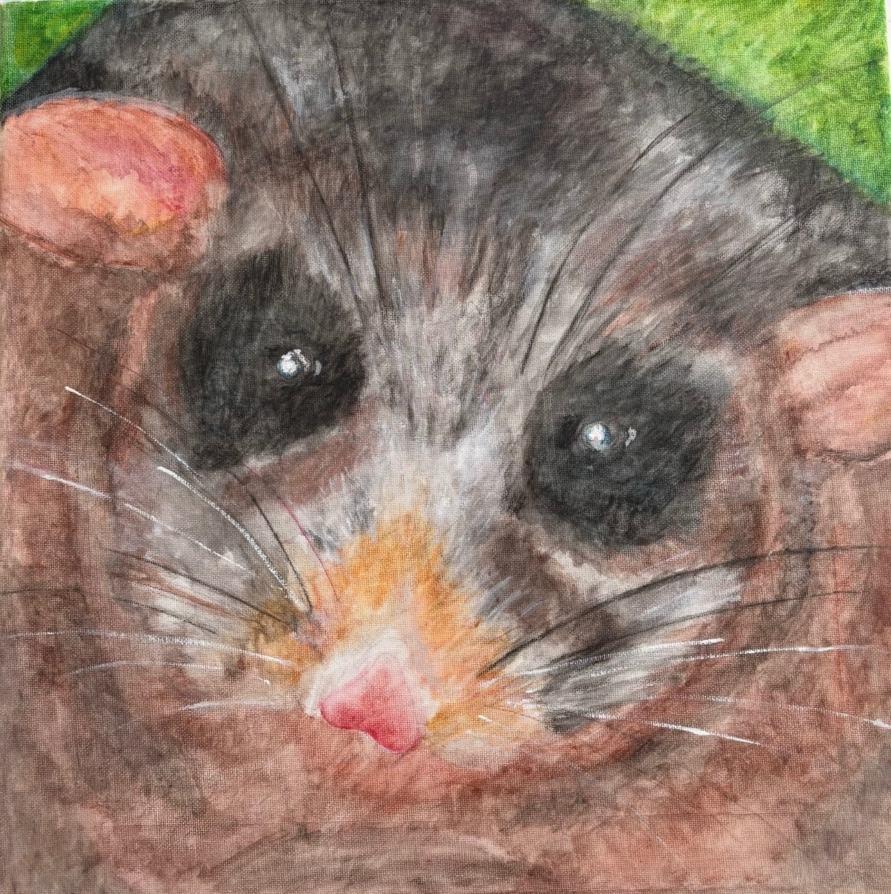 J-2026-Tara-Clements-Mountain-Pygmy-Possum