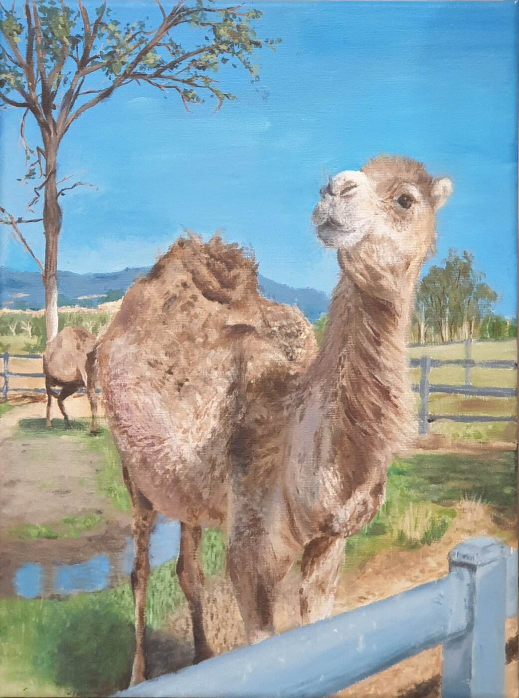 Kico-the-Camel