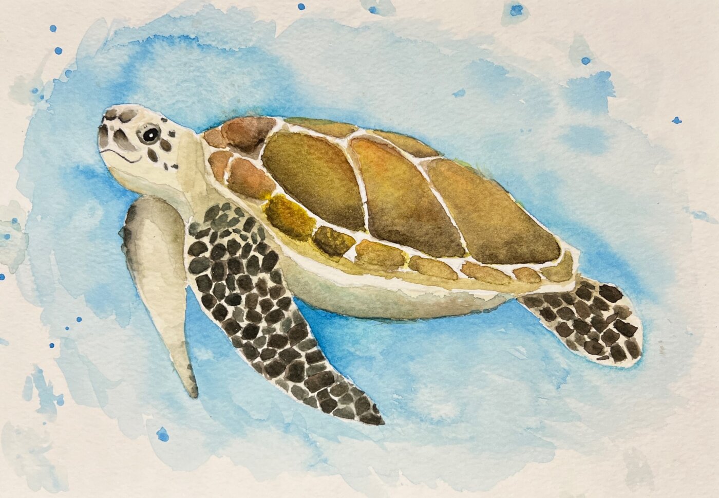 Sea-Turtle